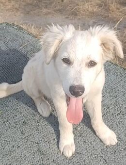 Alia, a.d.Tierschutz, sucht liebe Menschen - Boxberg (Oberlausitz)
