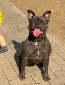 🐾 Zwei Französische Bulldoggen suchen gemeinsam ein liebevolles Zuhause 🐾 - Möckern Pabsdorf