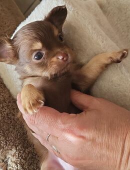 Chihuahua Mini - Gaggenau