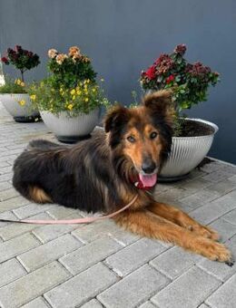Collie-Mischling Sam - Eichenzell