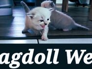 Liebe Ragdoll Fans, unsere 10 bildhübsche Ragdoll Kitten - Kirchheim (Teck) Zentrum