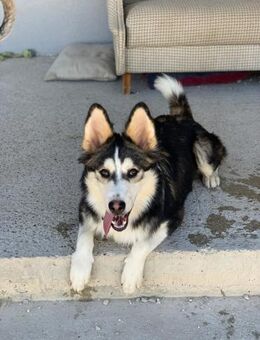 Balto❤️sucht Pflege- oder Endstelle - Rott (Inn)