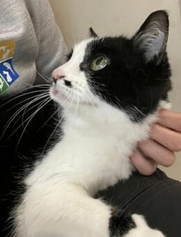 Felinchen - Schwielowsee