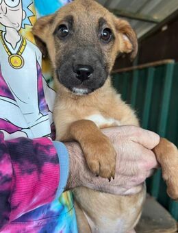 Cupid ein Herz auf vier Pfoten - Schlitz