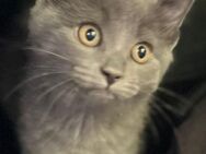 Wunderschöne BLH x Ragdoll Mix Katzen Kitten Kätzchen - Delmenhorst