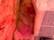 Labrador Welpen - Freihung