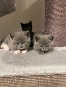 BKH Kitten mit Gesundheitszeugnis und Impfpass in 58579