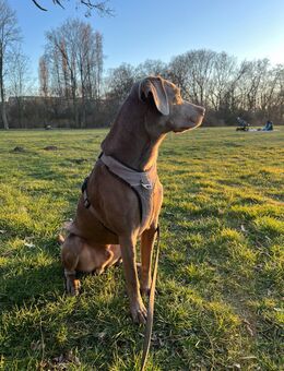 Hund (Labrador-Weimaraner) Suche ein Neues Zuhause - Leipzig
