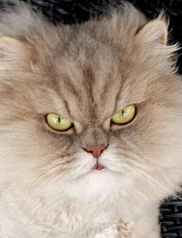 Perser Katze Mädchen abholbereit - Ramsen CH