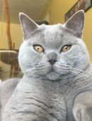 Deckkater BKH reinrassig in 96215