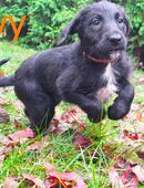 Herzallerliebste Doodle Welpen in 07333