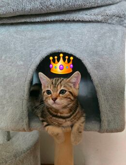 Bkh Black Silber tabby Spotted - Hürth