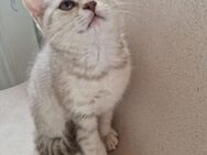 Kuschelige reinrassige BKH Kitten in liebevolle Hände abzugeben ❤️ solange die Anzeige online ist sind die katzis noch da 🥰 - Stuhr