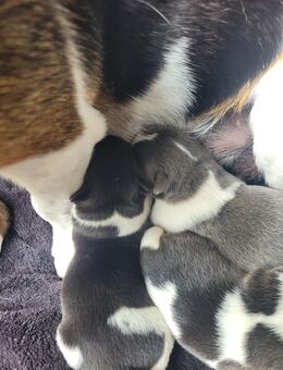 Jack Russell Terrier 25cm Welpen reinrassig - Hannover Mitte