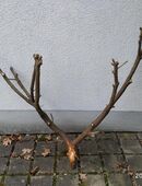 grosser Dekozweig Holzzweig 166x122cm geweihförmig in 36037