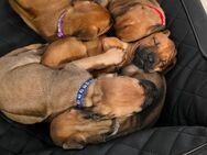 Ab jetzt besuchbar! Rhodesian Ridgeback Welpen Braun/Weizen & Fawn Farben - Nienhagen (Niedersachsen)