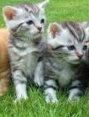 Katzensitter nur in Ochtendung in 56299