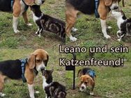 Leano sucht ein Beagle erfahrenes Heim - Schafflund