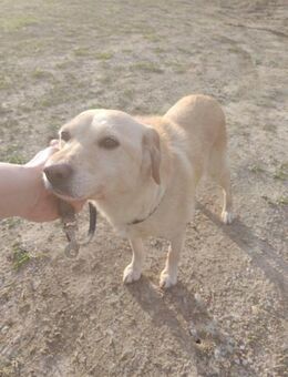 Bora, blonde Schönheit, ca. 9 Jahre, ca. - Vaterstetten