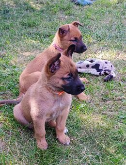 Malinoi Welpen / Belgischer Schäferhund - Rietz-Neuendorf
