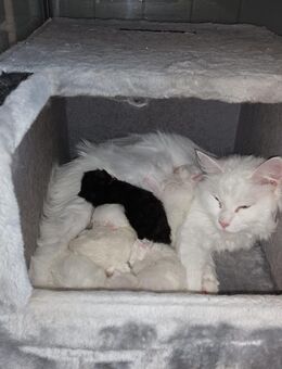 5 Maine Coon Kitten - Leegebruch