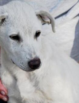 Dalia sucht engen Familienanschluss - Neuss