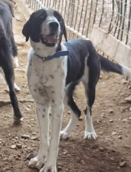 MAGGIE - menschenbezogene, liebe Hündin - Aerzen