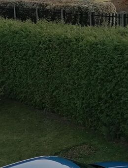 Hecke fachgerecht verschneiden - Naunhof