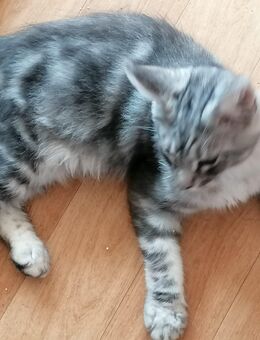 Maine coon kitten - Meißner
