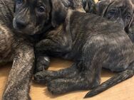 Presa Canario mix Welpen suchen noch - Zossen