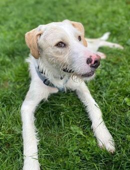 Pippo sucht sein Für-Immer-Körbchen - Grevenbroich