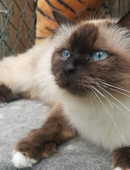 Heilige Birma Katze Velvet in Seal-point sucht neues Zuhause - Köln