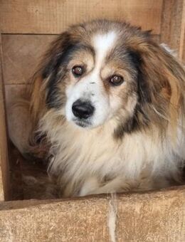 LUNA braucht endlich ein liebes Zuhause - Neuberg