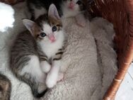 Mix Kitten,Babykatzen - Trimport