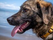 PS/ES ab Juni gesucht: freundl. Loki - Berlin