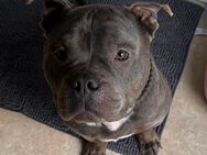 American Bully/ Pocket Bully - Verden (Aller) Zentrum