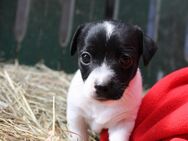 Jack Russell Welpen aus langjähriger Hobbyzucht - Boren