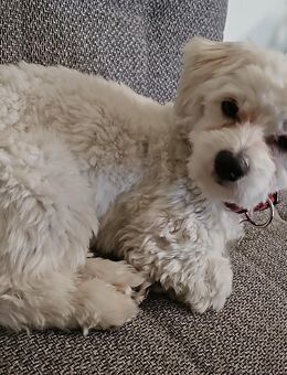 Malteser Mix - Delbrück