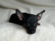 Wunderschöne Mini Toy Terrier Welpen suchen ein neues Zuhause - Saarlouis