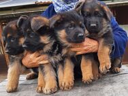 Verkaufe sehr schöne schwarz-braune Deutsche Schäferhund - Weißenfels Reichardtswerben