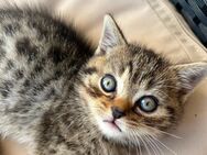 Wunderschöner BKH Kater - Riegelsberg