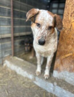 Amy - sollte sterben - Dreikirchen