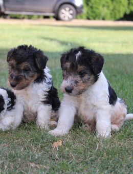 Drahthaar Foxterrier Welpen. - Steyerberg