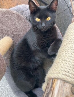 Hauskatze - Düsseldorf