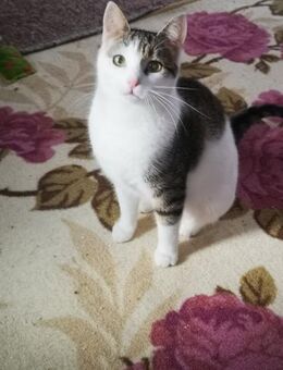Katze Vanessa - Augsburg