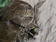 Wasserschildkröte in gute Hände abzugeben - Dülmen Zentrum