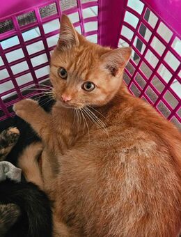Katzen abzugeben - Troisdorf