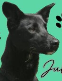 JULIO sucht Zuhause - Gefrees