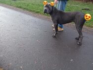 Cane corso welpen - Gießen