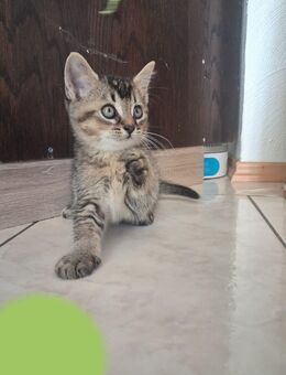 BKH- Mix Kitten - Plaidt